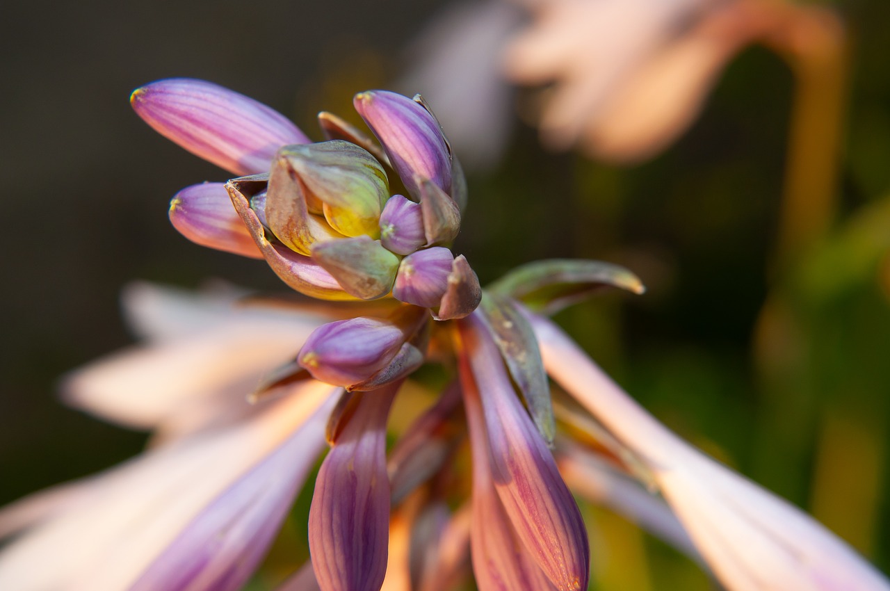 Best Plants for Low-Light Outdoor Spaces